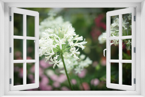 Fototapeta Naklejka Na Ścianę Okno 3D - white African Lily flower decorating in garden