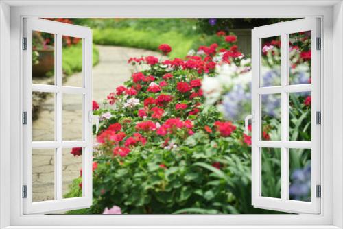 Fototapeta Naklejka Na Ścianę Okno 3D - blooming geranium flower plant in garden park