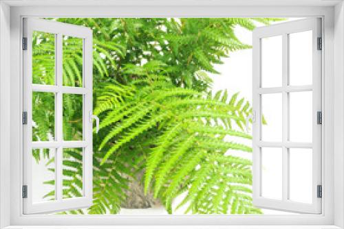 Fototapeta Naklejka Na Ścianę Okno 3D - 観葉植物、ディクソニアの葉【白背景】