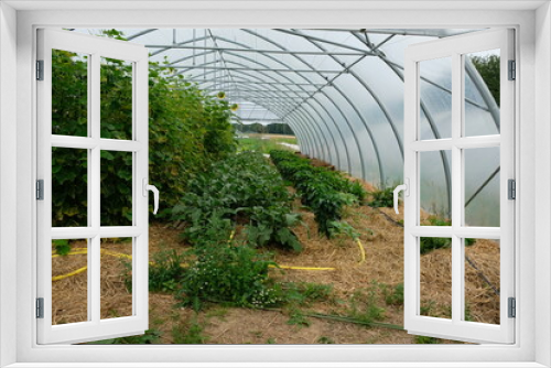 Fototapeta Naklejka Na Ścianę Okno 3D - FU 2020-07-14 Ernte 375 Im Gewächshaus wachsen kleine und große Pflanzen