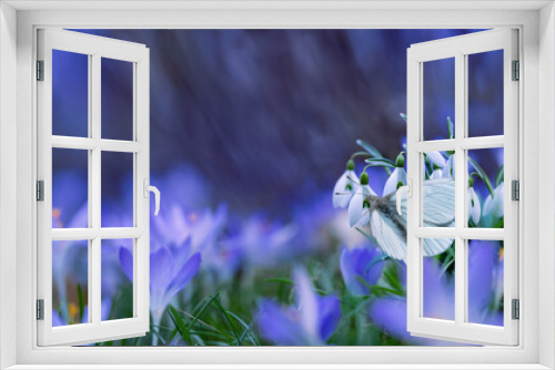Fototapeta Naklejka Na Ścianę Okno 3D - biały motyl na kwiatach przebśniegu i krokusów w piekny słoneczny dzień, wiosna w ogrodzie