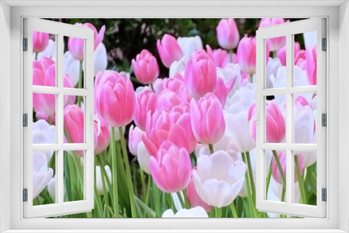 Fototapeta Naklejka Na Ścianę Okno 3D - Fresh Pink and White Tulip Flowers