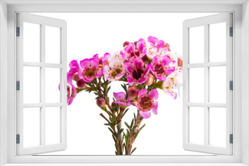 Fototapeta Naklejka Na Ścianę Okno 3D - wax rose myrtle flowers isolated