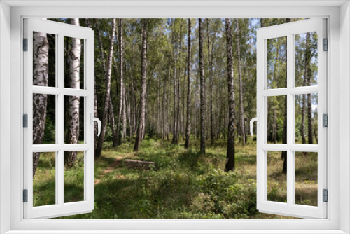 Fototapeta Naklejka Na Ścianę Okno 3D - Beautiful birch grove in spring or summer time on a sunny day