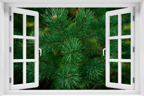 Fototapeta Naklejka Na Ścianę Okno 3D - Green branch of conifer in closeup