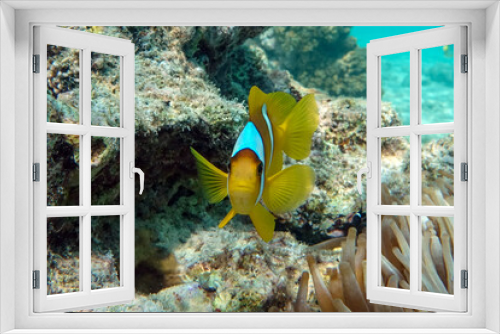 Fototapeta Naklejka Na Ścianę Okno 3D - Red sea clown fish - Amphiprion bicinctus