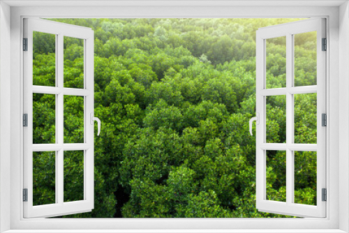 Fototapeta Naklejka Na Ścianę Okno 3D - Aerial view of a green mangrove forest canopy.