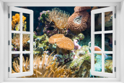 Fototapeta Naklejka Na Ścianę Okno 3D - The underwater life
