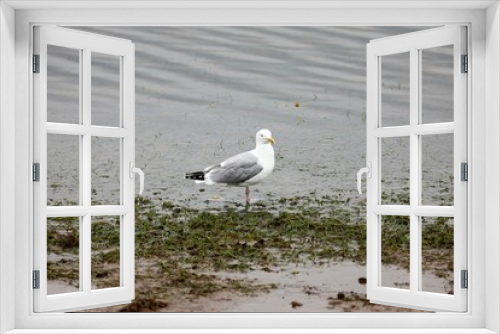 Fototapeta Naklejka Na Ścianę Okno 3D - black headed gull