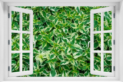 Fototapeta Naklejka Na Ścianę Okno 3D - Fresh spotted green leaves grow background, Natural texture and wallpaper,  tropical leaves in Asia and Thailand.