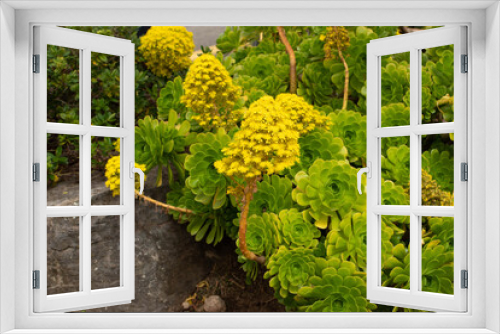 Fototapeta Naklejka Na Ścianę Okno 3D - Aeonium arboreum or tree aeonium bright yellow flowers in the spring