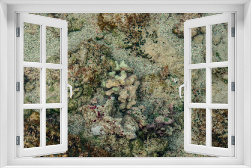 Fototapeta Naklejka Na Ścianę Okno 3D - Young reefs of bottom atlantic water ocean in Dominican Republic