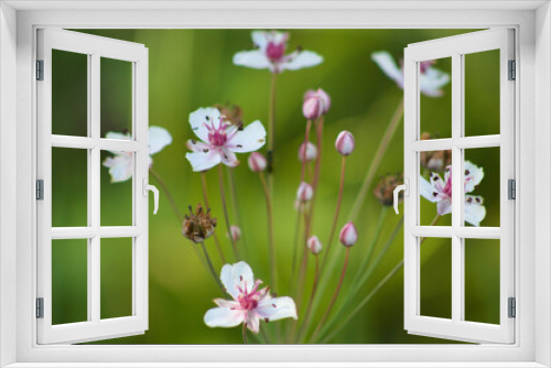 Fototapeta Naklejka Na Ścianę Okno 3D - Closeup of flowering rush in bloom with wild green blurred background