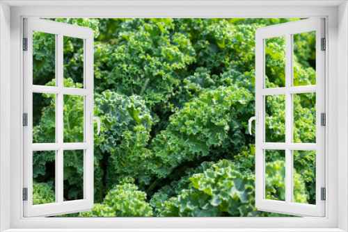 Fototapeta Naklejka Na Ścianę Okno 3D - Raw green kale leaves, natural food background