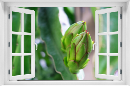 Fototapeta Naklejka Na Ścianę Okno 3D - Green dragon fruit on the vine