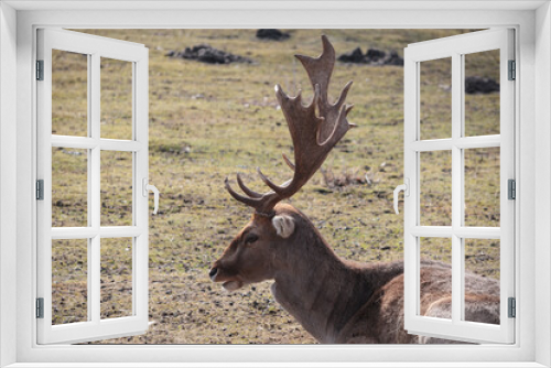Fototapeta Naklejka Na Ścianę Okno 3D - A fallow deer with large horns lies in a field