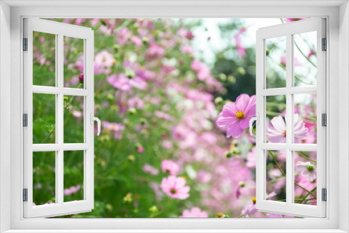 Fototapeta Naklejka Na Ścianę Okno 3D - Pink cosmos in garden nature background.
