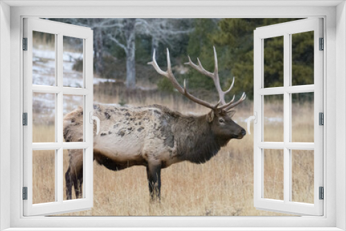 Fototapeta Naklejka Na Ścianę Okno 3D - An Elk grazing as it snows in RMNP