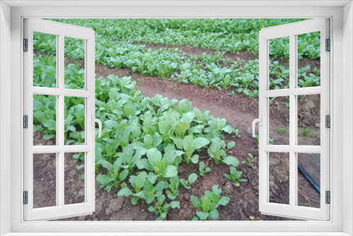 Fototapeta Naklejka Na Ścianę Okno 3D - rows of lettuce