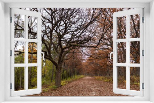 Fototapeta Naklejka Na Ścianę Okno 3D - Empty Trail Covered with Leaves and Lined with Colorful Trees during Autumn at the Waterfall Glen Forest Preserve in Lemont Illinois