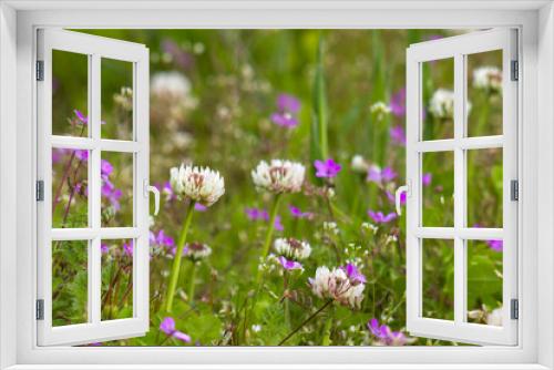 Fototapeta Naklejka Na Ścianę Okno 3D - wild flowers in the meadow