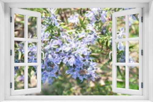 Fototapeta Naklejka Na Ścianę Okno 3D - Blossom of Rosemary, Rosmarinus officinalis, ornamental and medicinal plant