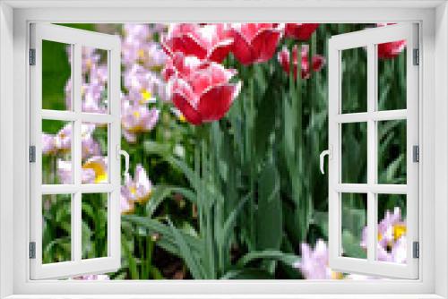 Fototapeta Naklejka Na Ścianę Okno 3D - Campi di fiori 