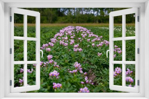 Fototapeta Naklejka Na Ścianę Okno 3D - Close up purle flower of potato crop