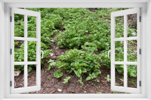 Fototapeta Naklejka Na Ścianę Okno 3D - green brazilian spinach grow in the garden