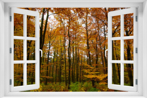 Fototapeta Naklejka Na Ścianę Okno 3D - Blick in den Herbst