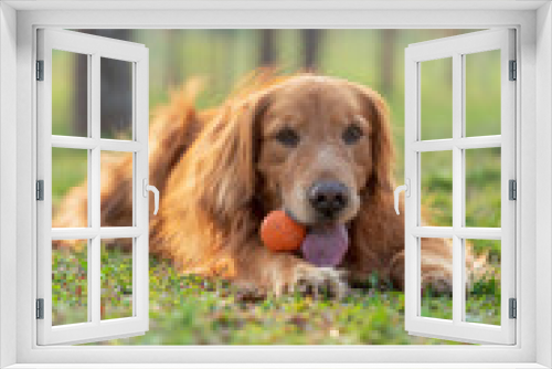 Fototapeta Naklejka Na Ścianę Okno 3D - Golden Retriever lying on grass and playing with toy ball