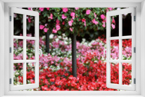 Fototapeta Naklejka Na Ścianę Okno 3D - Flowers in the garden.