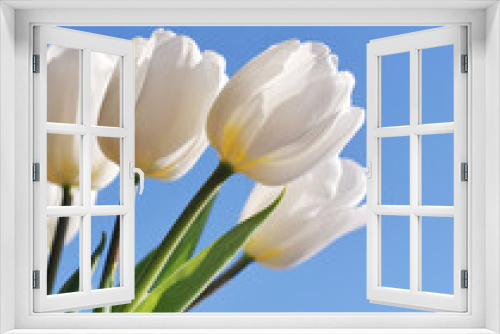 Fototapeta Naklejka Na Ścianę Okno 3D - White tulips on a blue sky background