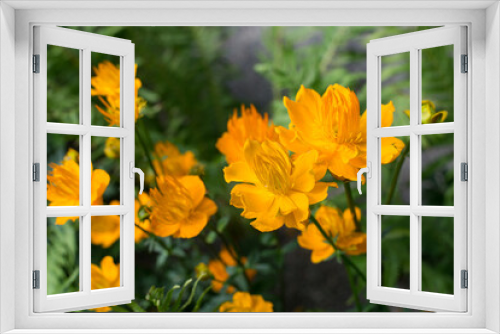 Fototapeta Naklejka Na Ścianę Okno 3D - globeflower blooms in the garden