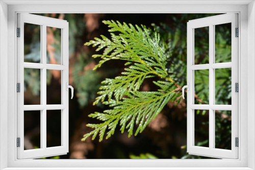 Fototapeta Naklejka Na Ścianę Okno 3D - Western Red Cedar