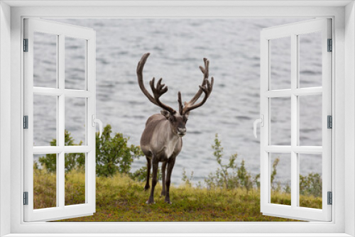 Fototapeta Naklejka Na Ścianę Okno 3D - Deer with beautiful horns stands on the banks of the river, Norway
