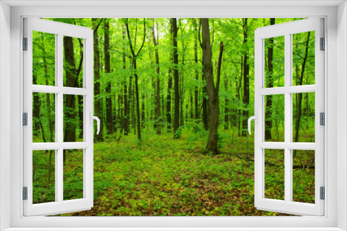 Fototapeta Naklejka Na Ścianę Okno 3D - Forest trees in spring