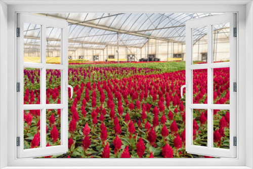 Fototapeta Naklejka Na Ścianę Okno 3D - indoor floral farming in qatar during summer and winter seasons.
