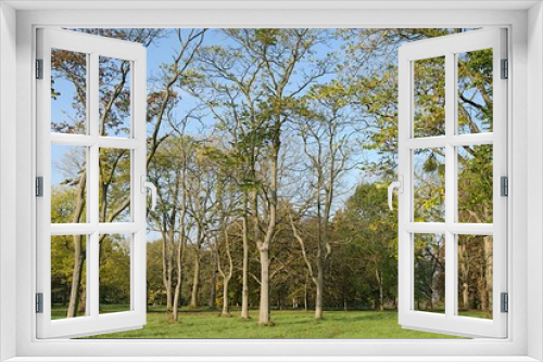 Fototapeta Naklejka Na Ścianę Okno 3D - arbres dans un parc