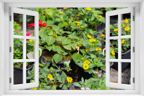 Fototapeta Naklejka Na Ścianę Okno 3D - Sanvitalia procumbens. Potted yellow flowers