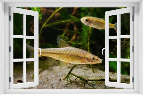 Fototapeta Naklejka Na Ścianę Okno 3D - topmouth gudgeon, aggressive solitary freshwater dwarf fish from East in biotope planted aquarium, highly adaptable invasive species is ecology threat in European rivers