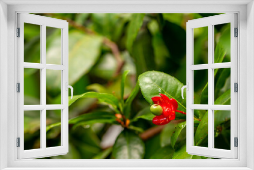 Fototapeta Naklejka Na Ścianę Okno 3D - Mickey mouse plant in bloom with bright red petals and green pistils, used to beautify the garden