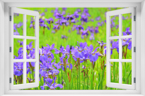 Fototapeta Naklejka Na Ścianę Okno 3D - 紫の花咲くアヤメの群生