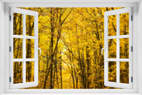 Fototapeta Naklejka Na Ścianę Okno 3D - Dirt road through the autumnal forest with yellowed golden trees