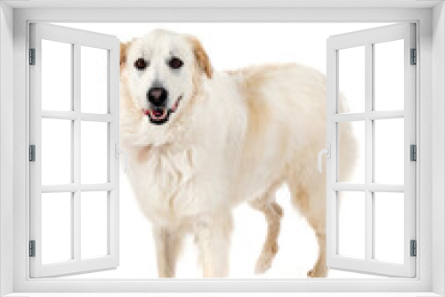 Fototapeta Naklejka Na Ścianę Okno 3D - Pyrenean Mountain Dog