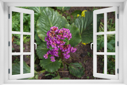 Fototapeta Naklejka Na Ścianę Okno 3D - Bergenia in bloom at springtime