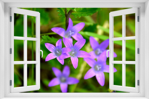 Fototapeta Naklejka Na Ścianę Okno 3D - purple bluebells in green grass, close-up