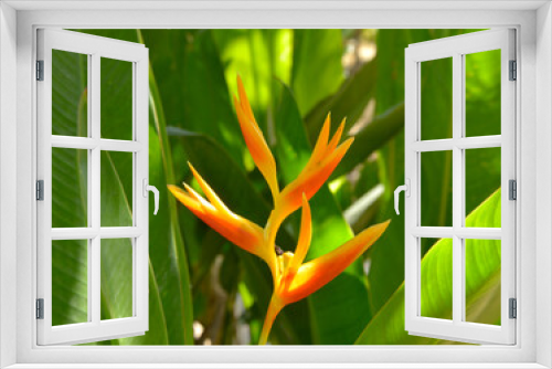 Fototapeta Naklejka Na Ścianę Okno 3D - The heliconia flowers are reddish yellow in full bloom among the surrounding greenery. in the morning