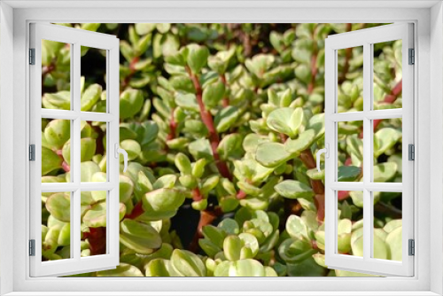 Fototapeta Naklejka Na Ścianę Okno 3D - Portulacaria afra variegata