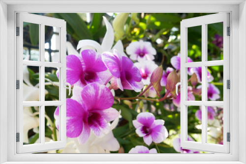 Fototapeta Naklejka Na Ścianę Okno 3D - SERDANG, MALAYSIA -DECEMBER 05, 2021: Colorful tropical and exotic orchids flower in plants nursery. Some of them have made flower arrangements. Grows lush and flowers beautifully